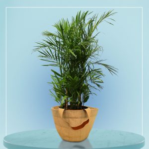 Tree-Pot-002